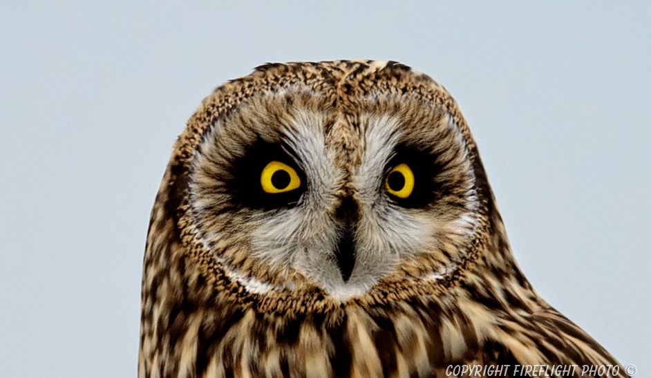 Short-eared Owl in Snag