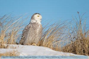 D4s - 800mm Sample Photos