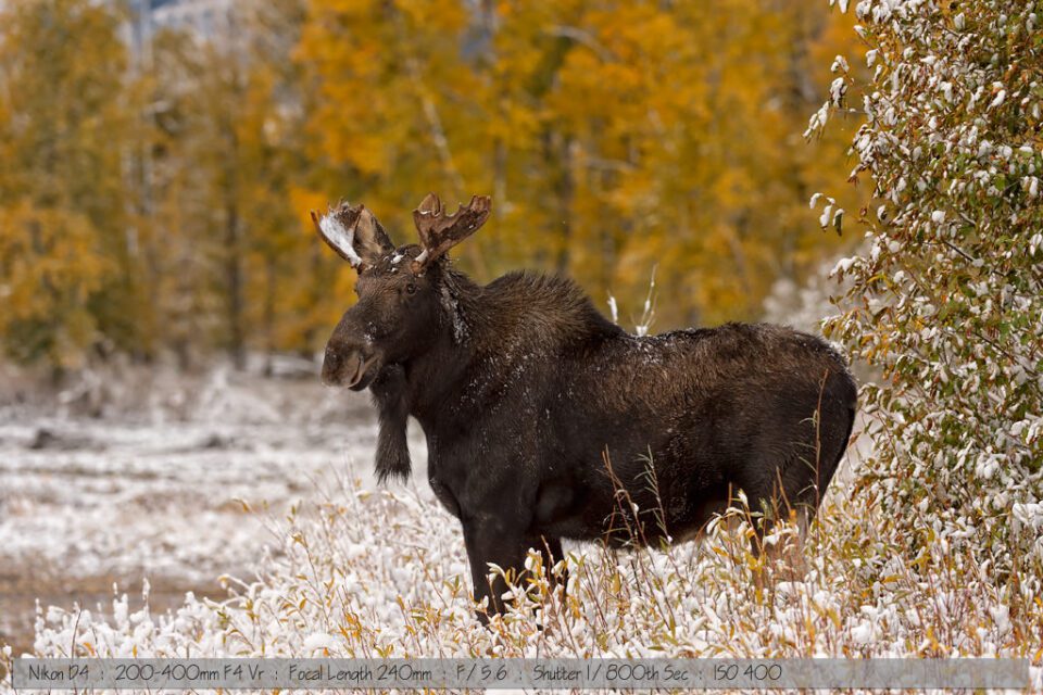 Small bull moose in snow