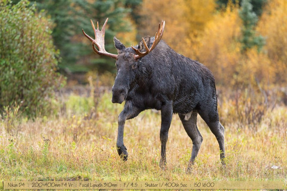 Bull Moose at Snake River