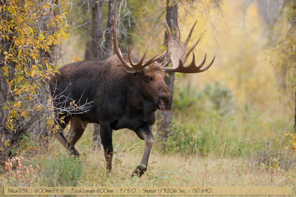 Big Bull Moose up close at Gros Ventre