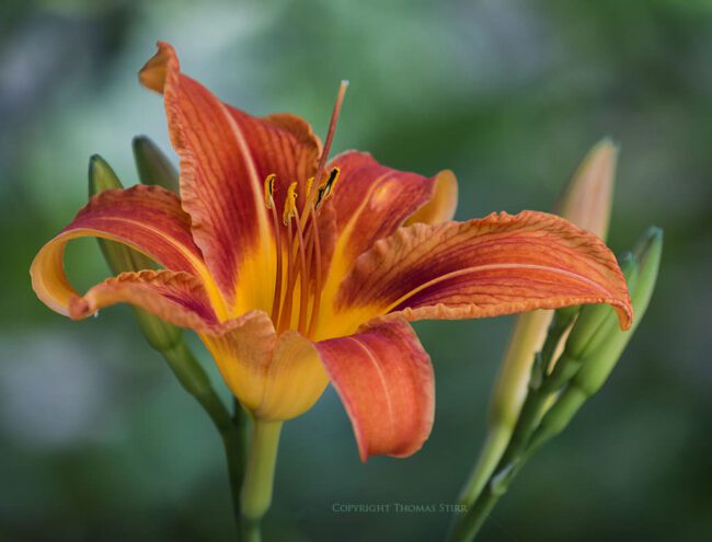 Shooting Flowers and Foliage with Telephoto Lenses