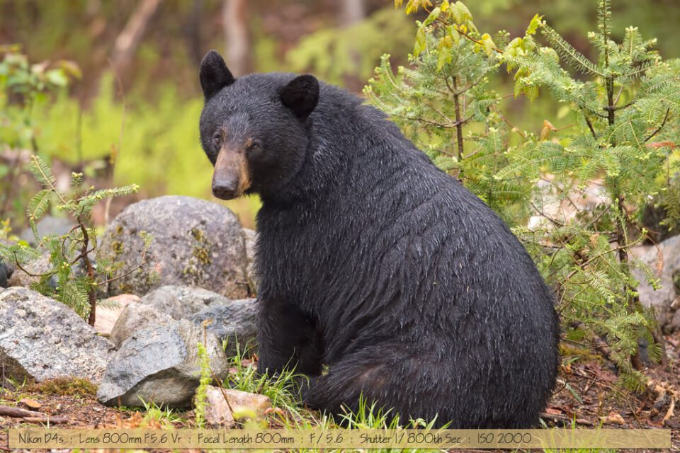 Beautiful Wet Female Black Bear Beautiful Wet Female Black Bear