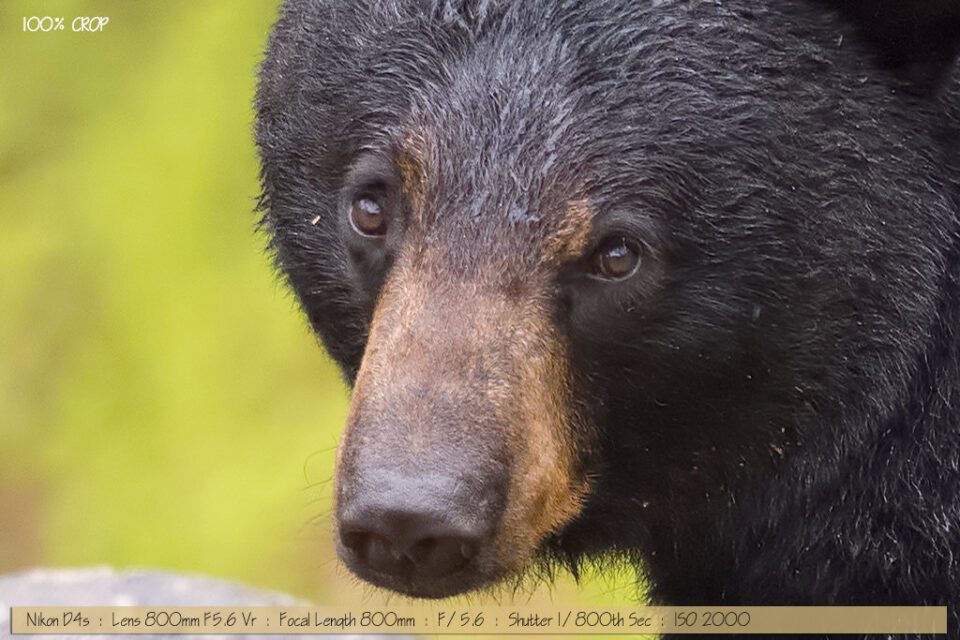 Beautiful Wet Female Black Bear