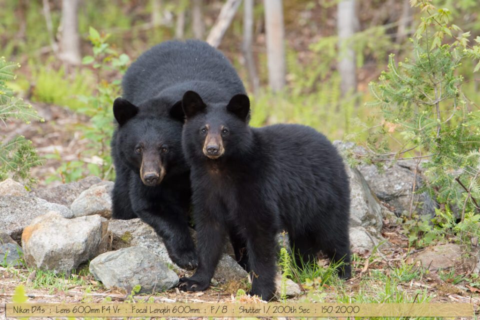 Beautiful Black Bear with Cub