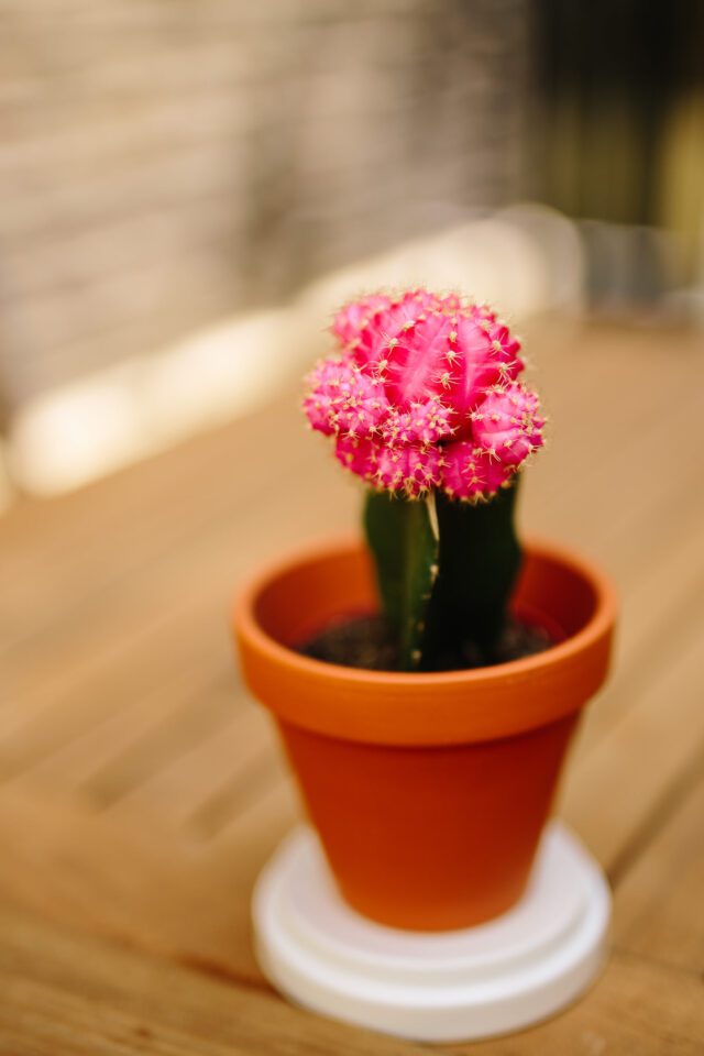 Sigma 50mm f/1.4 Art Sample Image (38)