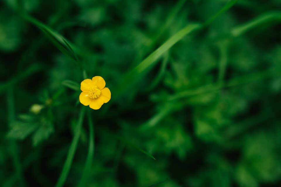 Sigma 50mm f/1.4 Art Sample Image (54)