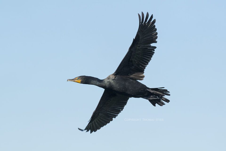 Cormorant (1)