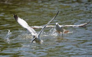 Fish Fight #3