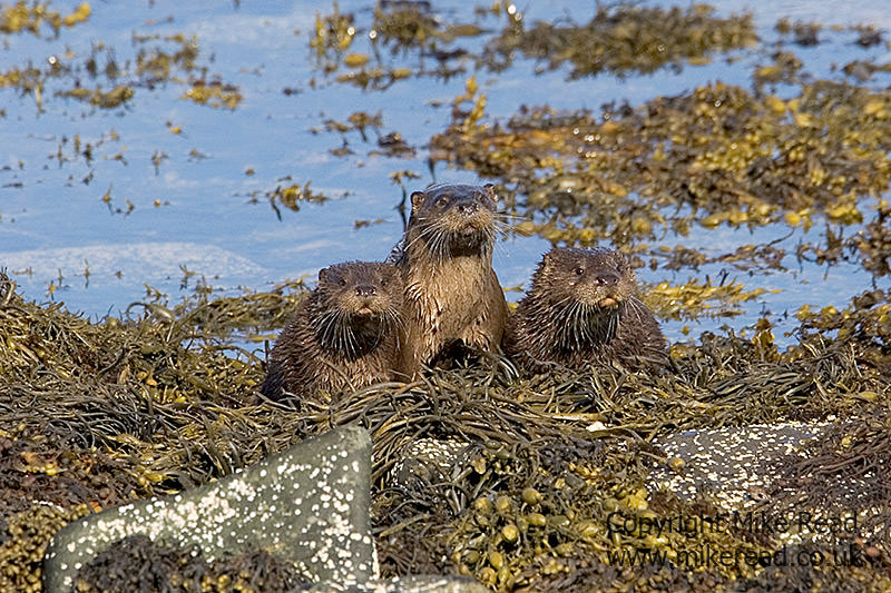 Otter Lutra lutra female and two large young Loch na Keal Mull Scotland