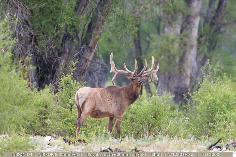 Elk in Creek Area of Grand Tetons