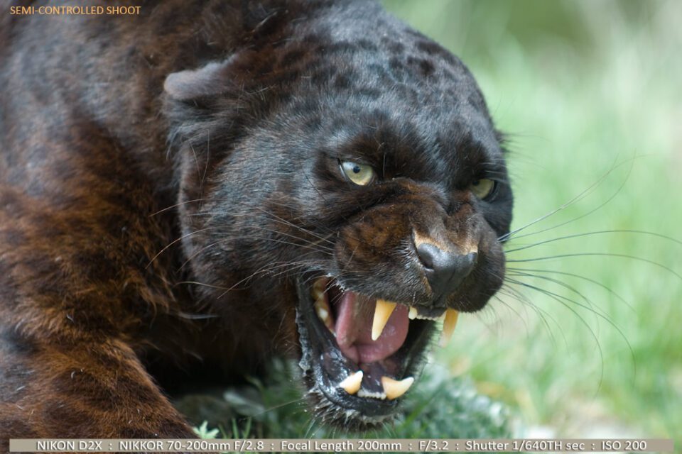 Snarling Black Panther