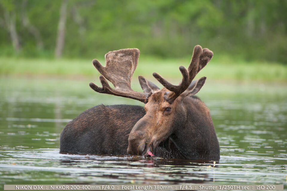 Bull Moose Feeding in Pond