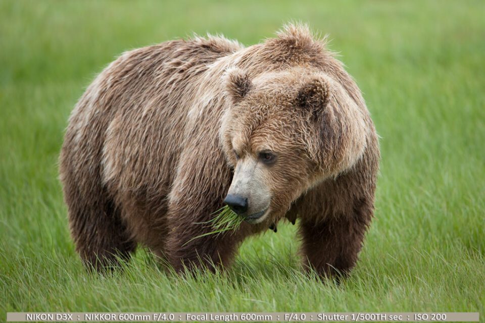 Grizzly (Brown bear) Katmai National Park