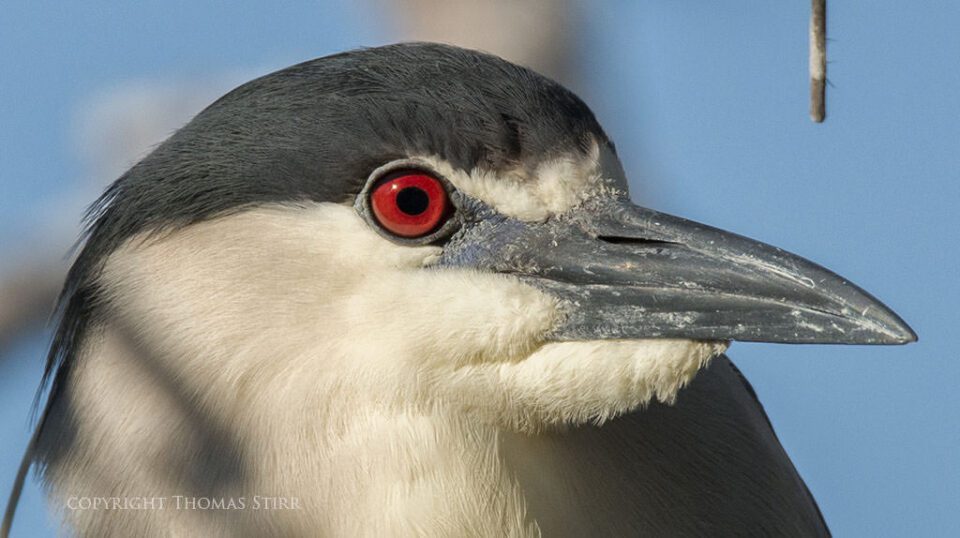 Tamron SP 150-600mm Sample Image #2 Crop