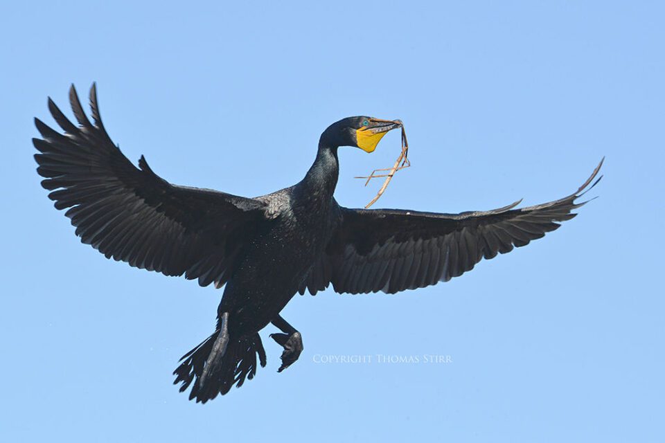 Tamron SP 150-600mm Sample Image #10