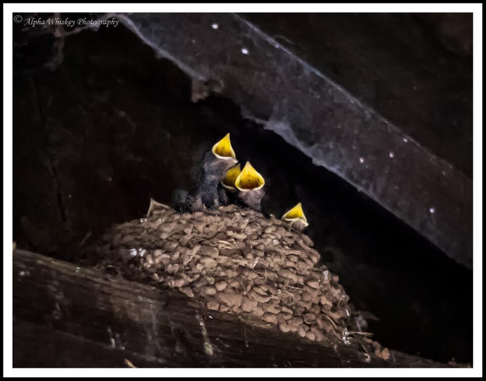 14a Swallow-Chicks
