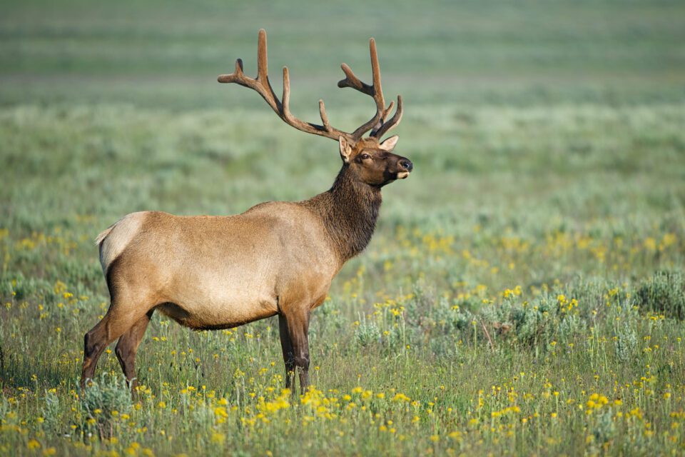 Bull Elk in Velvet