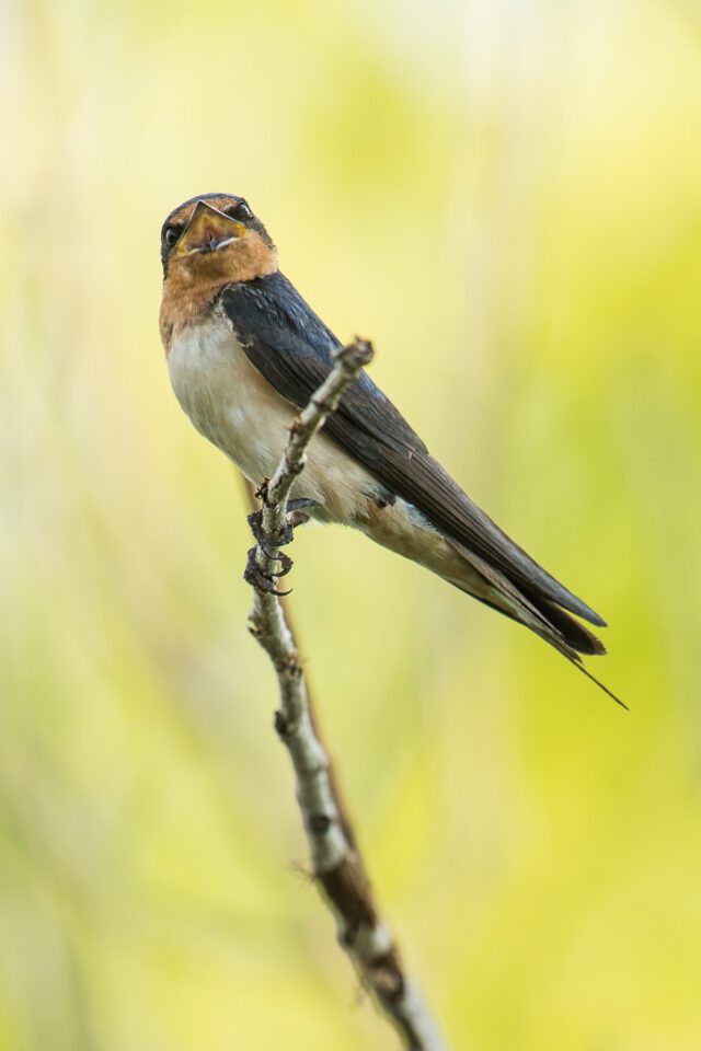 Verm-Barn-Swallow-Fossil-Creek-Res-4243