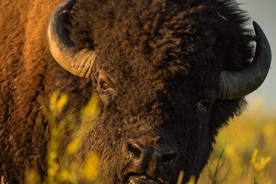 Verm-buffalo-Black-Hills-3969