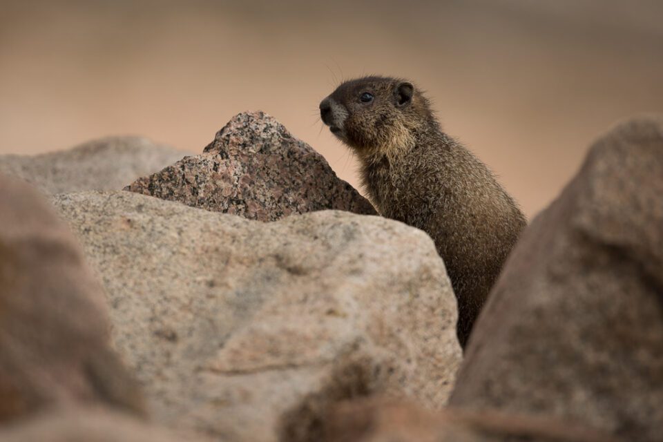 Verm-marmot-Mt-Evans-5506