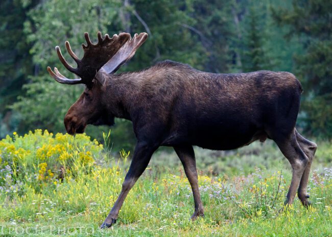 The Nikon D810 Visits Jackson & Yellowstone National Park