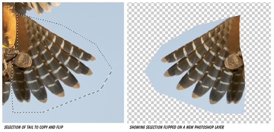 Aplomado Falcon Tutorial Steps 02