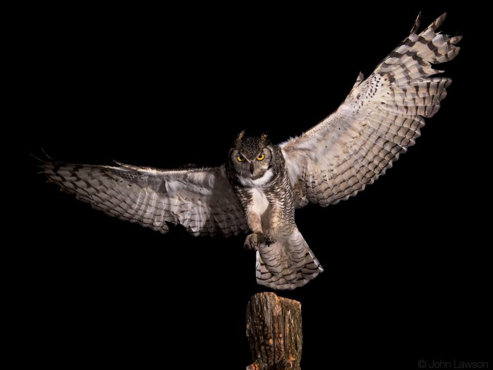 Great Horned Owl (1) ISO 1600 f_11 1_250s 135mm