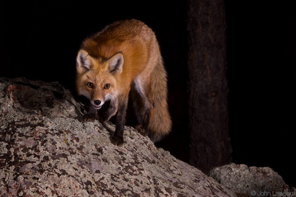 Red Fox ISO 800 f_11 1_250s 200mm