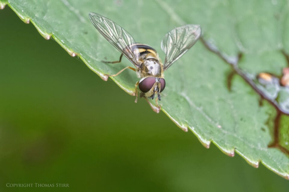 Vello extension tubes image 19 Vello extension tubes image 19