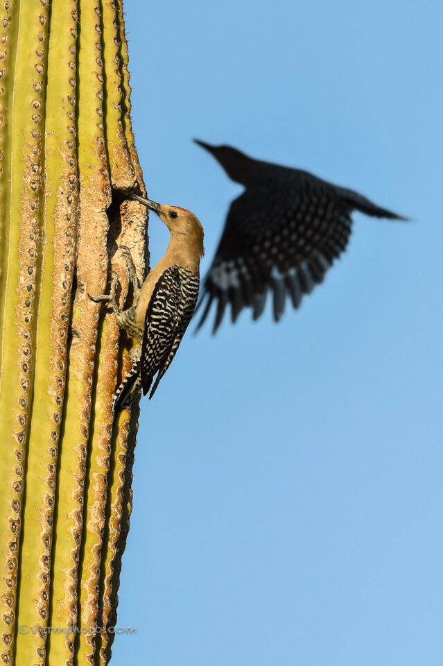 Verm-Gila-Woodpeckers-Dripping-Springs-6918