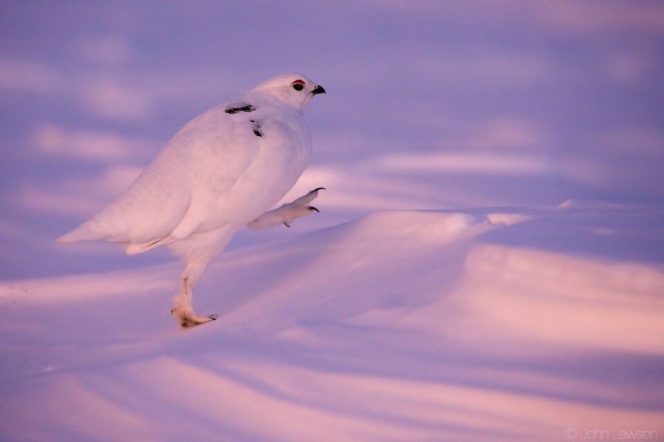 White-tailed Ptarmigan