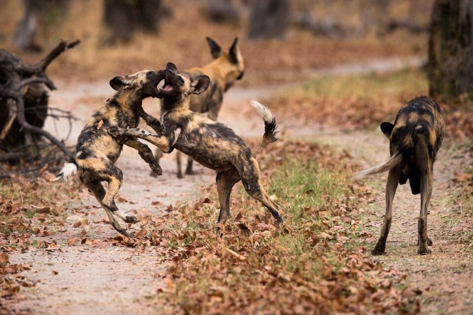 Wild Dog Puppies At Play