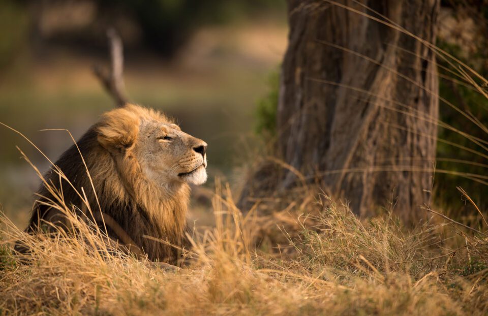 Windblown Male Lion