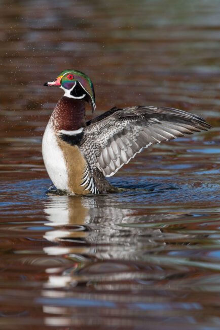 Wood Duck Flapping Wings