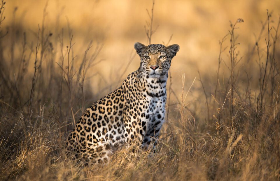 Young Female Leopard in the Tall Grass