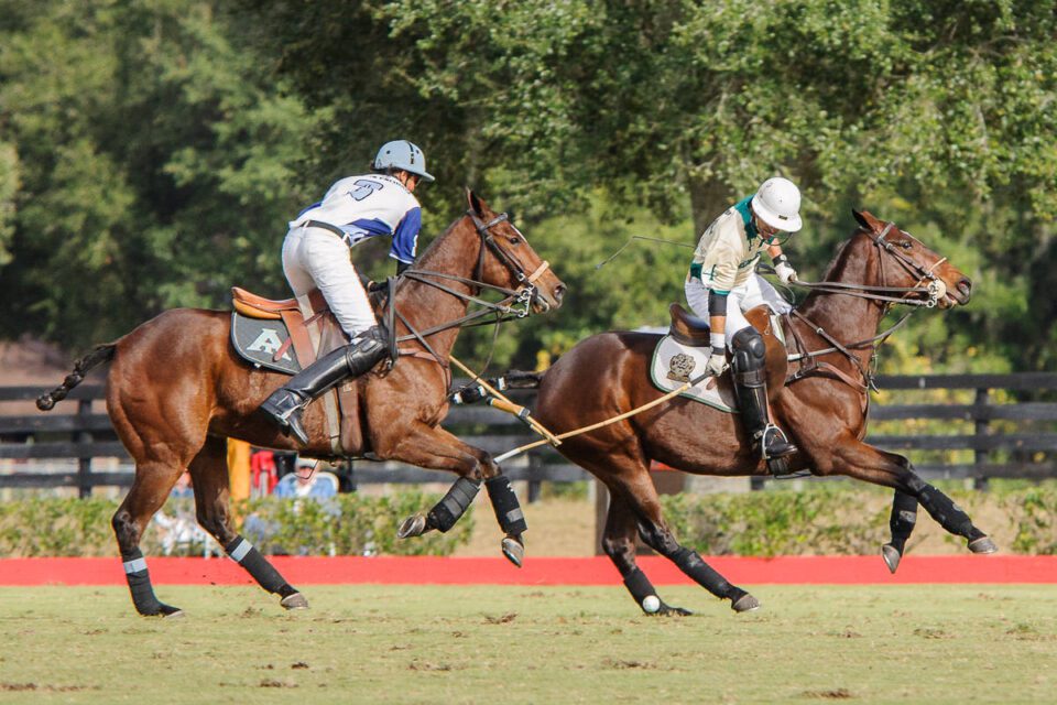 Caballo Polo (7)