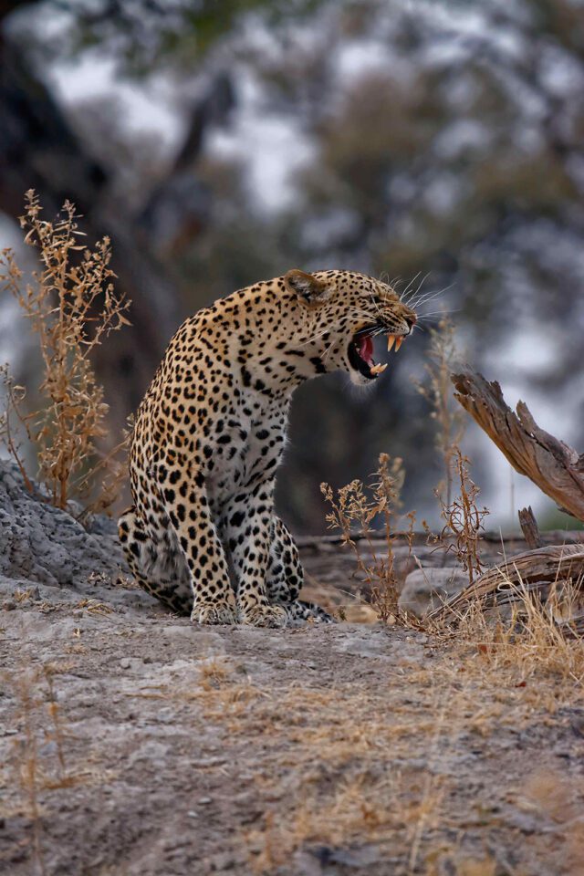 Leopard Growl