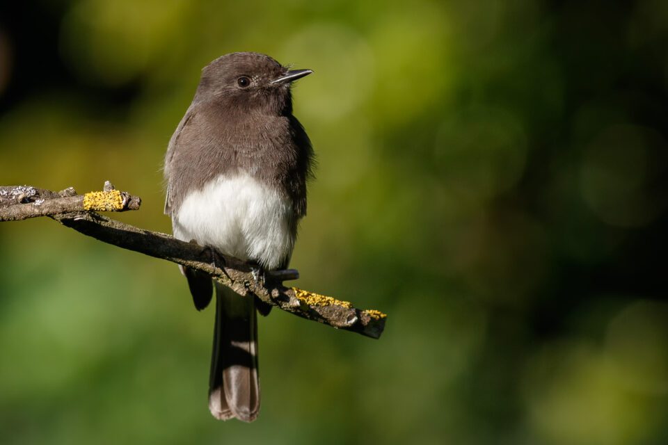 Bird on a bench, captured with Canon 7D Mark II