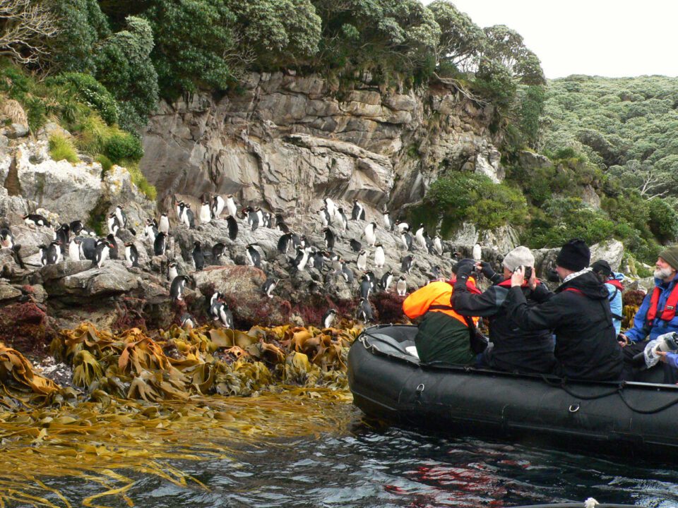Capturing Snares Penguins