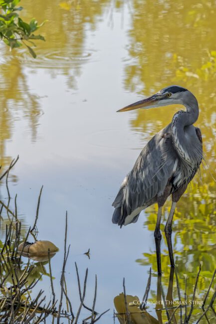 Photographing Heron In Cuba