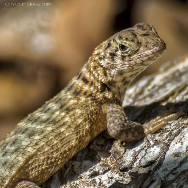 Tips for Photographing Small Lizards