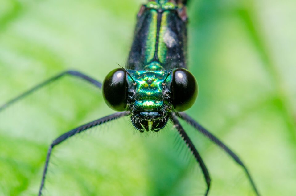 Damselfly at High Magnification