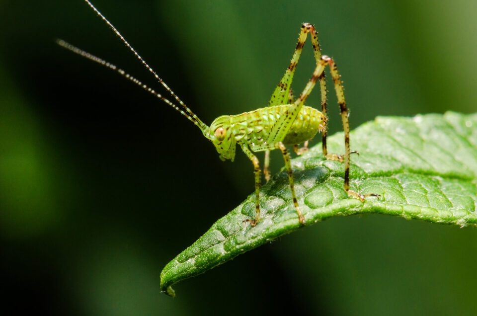 Grasshopper Macro Photo