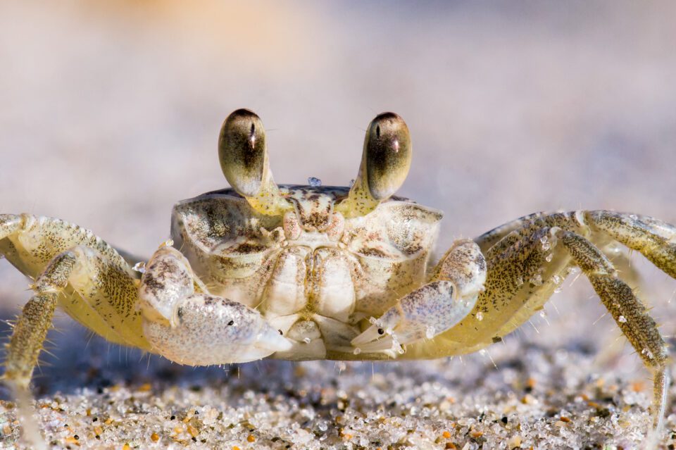 Crab at Sunrise