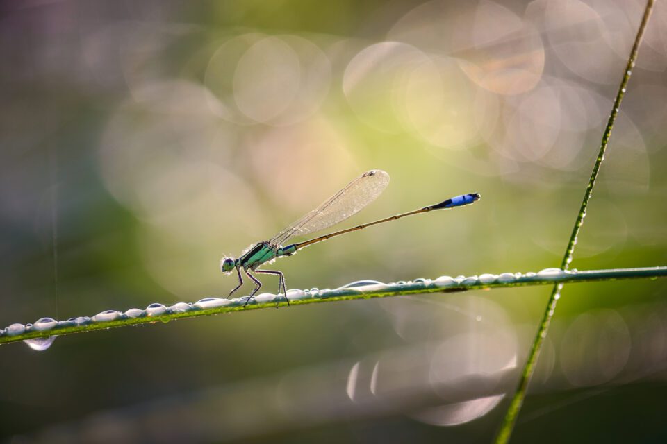 Damselfly Close-Up