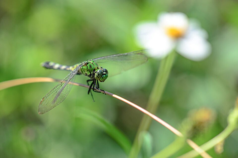 Dragonfly and Flower