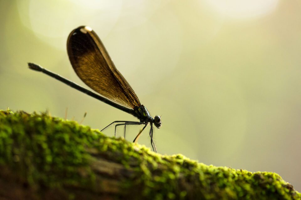 Damselfly Macro Photograph