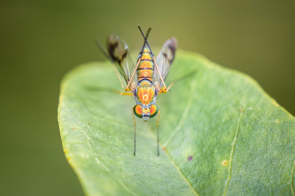 Fly Macro Picture