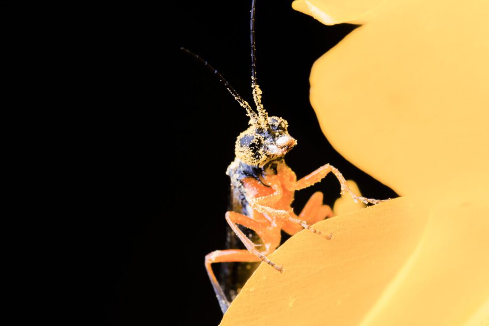 Macro Photo with Black Background